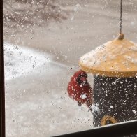 At Home In The Snow.JPG