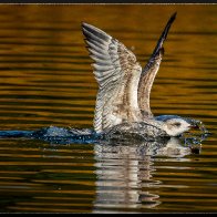 Gull splash 3 colour..jpg