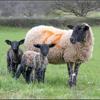 This years lambs halved..jpg