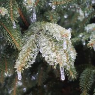 Evergreen 610PMP.JPG