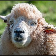 My morning face halved..jpg