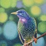 Starling
