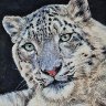 Snow Leopard