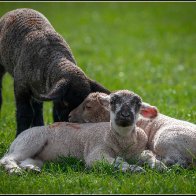 Lamb trio halved..jpg