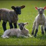 three lambs