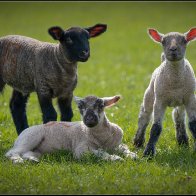 Three lambs halved..jpg