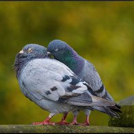 All you need is love halved..jpg