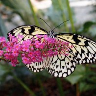 Butterfly and Pink Flower.jpg