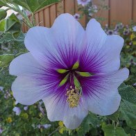 Flower Close up 20260319.jpg