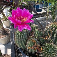 cuctus pink 2026 (1).jpg