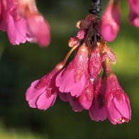 Bellflower Cherry Blossoms.jpg
