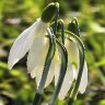 Snowdrops Trio