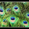 Peacock Eyes