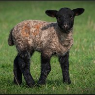 Black and white lamb 2 halved..jpg