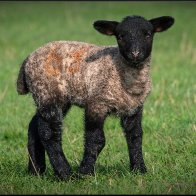 Black and white lamb 3 halved..jpg