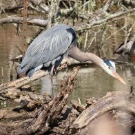 Great Blue Heron, Union Bay, WA.jpeg