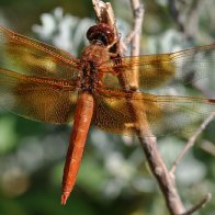 Flame Skimmer, male, Mesilla Park, NM..jpeg