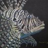 Lion Fish