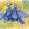 Blue Columbine