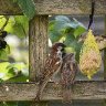 European House Sparrows aka Passer domesticus