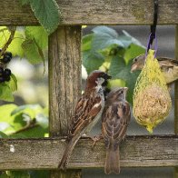 Sparrows-feed-ball-DSC_0170-2116X1588.jpg