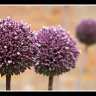 Purple Pom-Poms