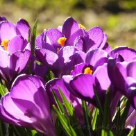 Purple crocus .jpg