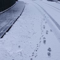 pawprints-in-snow-1125X1920.jpg