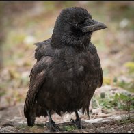A baby crow halved..jpg