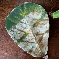 Plaid leaf copy 2.jpg