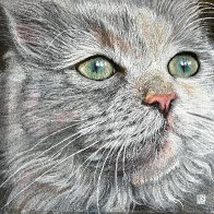 Long Haired Grey.jpg