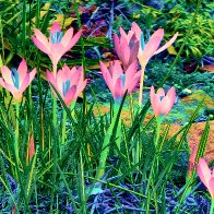 Etruscan Crocus filter1.jpg