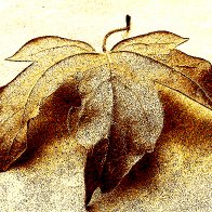 We Have A Volunteer filter1.jpg