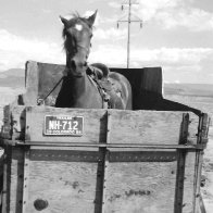 1964-Mare in trailer with saddle 3311 F.5 Rd - Copy.jpg