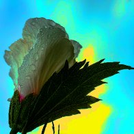 After The Rain filter1.jpg