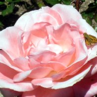 Pink Rose and buttery.jpg