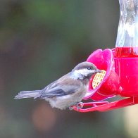 Bird at Wrong Feeder.jpg