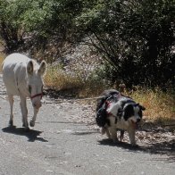 Donkey and dog.jpg