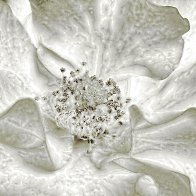 Look At My Frills filter1.jpg