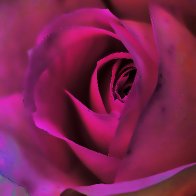 Rose-Coloured Rose filter2.jpg