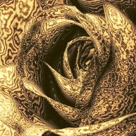 Rose-Coloured Rose tfilter3.jpg