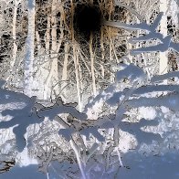 Scenic Snowy Forest filter1.jpg