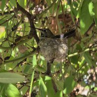 Hummingbird on nest 2026.jpg