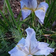 Blue Iris 2026.jpg
