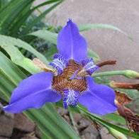 Blue Flower may be an Iris.jpg