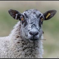 A surprised sheep.jpg