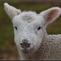 cute lamb face 3 halved..jpg