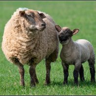 Sheep and lamb 5 halved..jpg