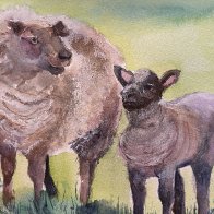 Steve&rsquo;s Sheep and Lamb 1.JPG