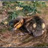Bathing duckling.